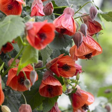 Abutilon megapotanicum Red Trumpet - Schönmalve