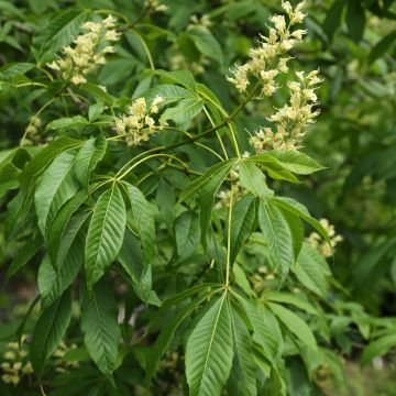 Ohio-Rosskastanie - Aesculus glabra var. arguta