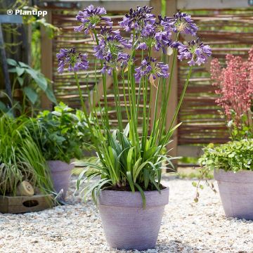 Agapanthe hybride Poppin' Purple Agapanthe hybride Poppin' Purple