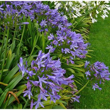 Agapanthus Blue Triumphator - Schmucklilie