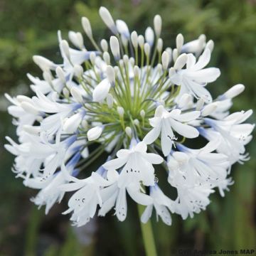 Agapanthe 'Queen Mum' Agapanthe 'Queen Mum'