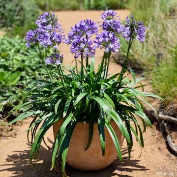Agapanthus Everpanthus Midnight Moon - Schmucklilie