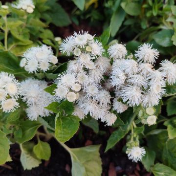 Ageratum Cushion White - Leberbalsam Ageratum Cushion White - Leberbalsam