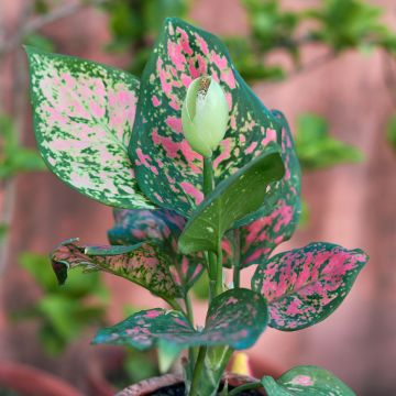Aglaonema Beauty - Kolbenfaden