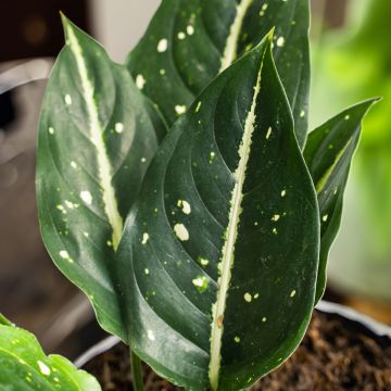 Aglaonema Toms Pride - Kolbenfaden