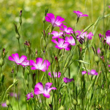Agrostemma githago BIO (Samen) - Kornrade