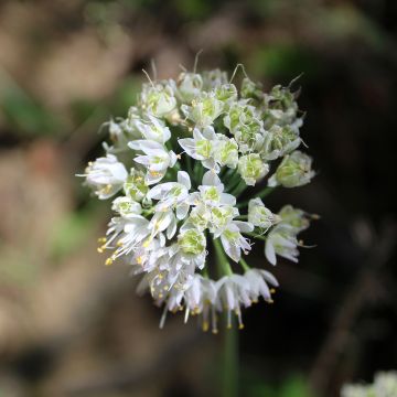 Allium cernuum White Dwarf - Nickenden Lauchuum