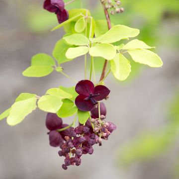 Akebia quinata Akebia quinata