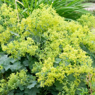 Alchémille commune - Alchemilla mollis Alchémille commune - Alchemilla mollis