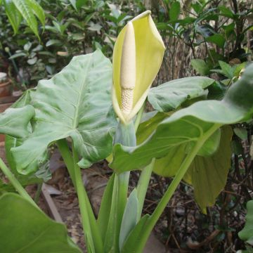 Alocasia macrorrhizos - Pfeilblatt Alocasia macrorrhizos - Pfeilblatt