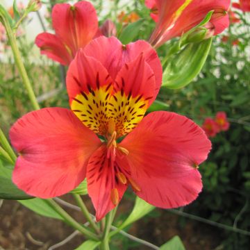 Alstroemeria Majestic Authion - Inkalilie