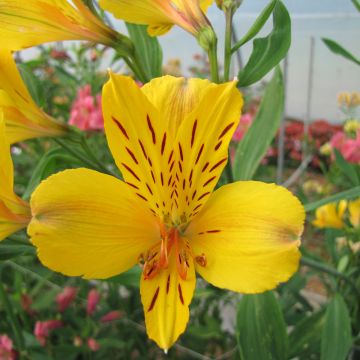 Alstroemeria Majestic Serrant - Inkalilie