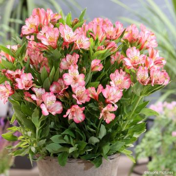 Alstroemeria Pitchounes Charlotte - Inkalilie