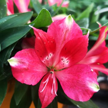 Alstroemeria Pitchounes Lily Rose - Inkalilie