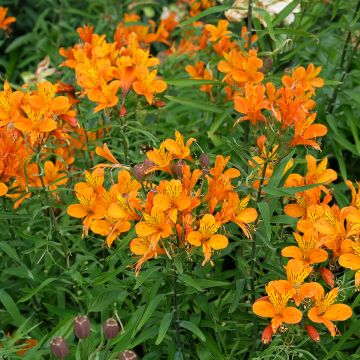 Alstroemeria aurantiaca Orange King - Inkalilie