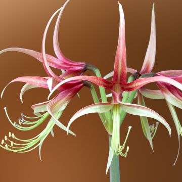 Hippeastrum Chico - Ritterstern