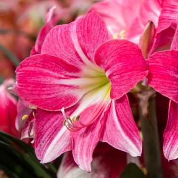 Hippeastrum Neon - Ritterstern