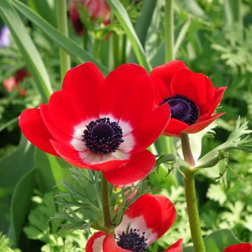 Anemone coronaria Hollandia - Kronen-Anemone