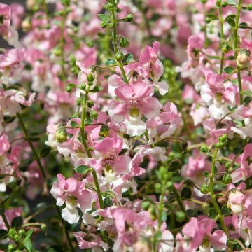 Angelonia Angelface Wedgewood Pink 2026 - Engelsgesicht Angelonia Angelface Wedgewood Pink 2026 - Engelsgesicht