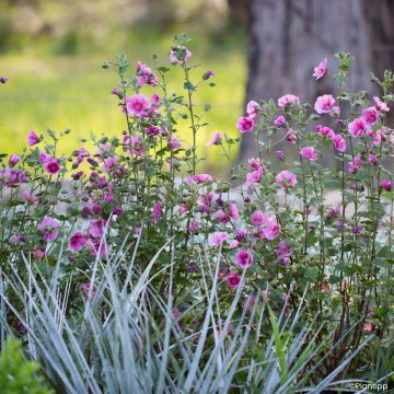 Anisodontea Carnival Lights Celebration