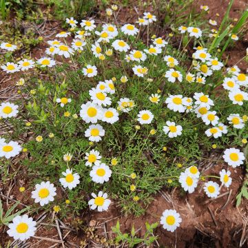 Anthemis cretica - Kretische Hundskamille