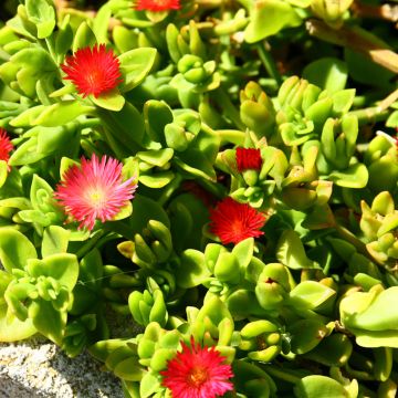 Aptenia cordifolia - Aptenie