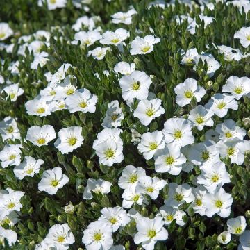 Arenaria montana - Berg-Sandkraut Arenaria montana - Berg-Sandkraut