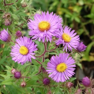 Aster novae angliae Barrs Blue - Aster grand d'automne Aster novae angliae Barrs Blue - Aster grand d'automne