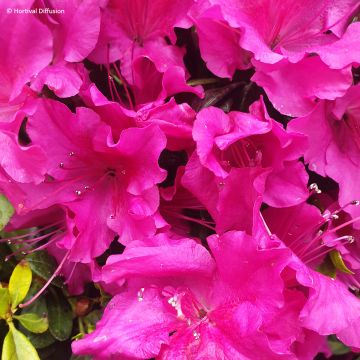 Japanische Azalee REPETITA Violet - Azalea