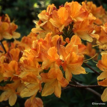 Sommergrüne Azalee Hortulanus H Witte - Azalea mollis