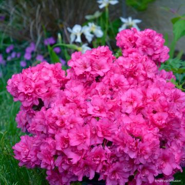Japanische Azalee Dance Pink – Azalea