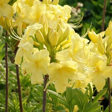 Sommergrüne Azalee Anneke - Azalea
