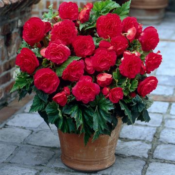 Begonie Non Stop Pink - Begonia multiflora Begonie Non Stop Pink - Begonia multiflora