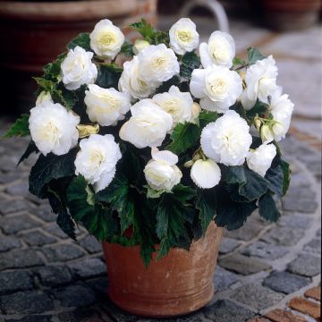 Begonie Non Stop White - Begonia multiflora Begonie Non Stop White - Begonia multiflora