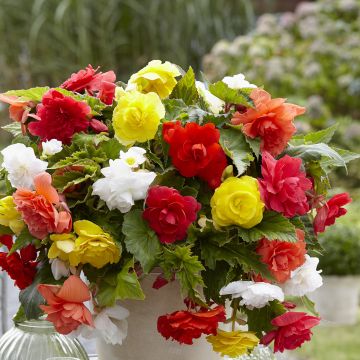 Begonie Cascade mix 6 Farben - Begonia Pendula 