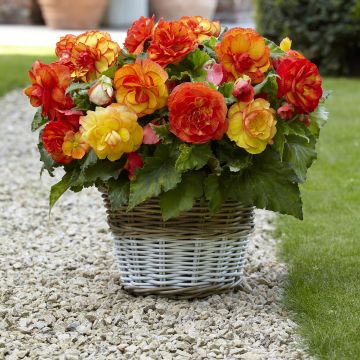 Begonie Sangria - Begonia