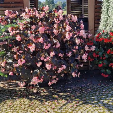 Begonia Stonehedge Light Pink Bronze Leaf Begonia Stonehedge Light Pink Bronze Leaf