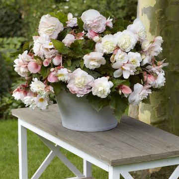 Begonia Superba Bolero - Begonia Superba