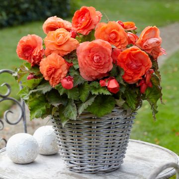 Begonia Superba Salmon