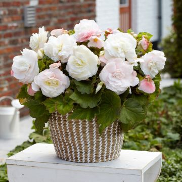 Begonia Superba White