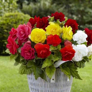 Begonie Mix 8 Farben - Begonia Grandiflora Begonie Mix 8 Farben - Begonia Grandiflora