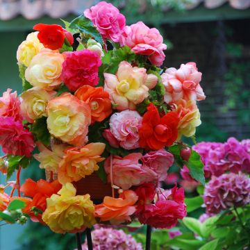 Begonie Splendide mix 3 Farben - Begonia pendula Begonie Splendide mix 3 Farben - Begonia pendula