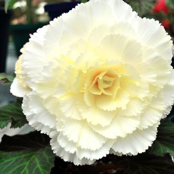 Begonia Fimbriata Blanc Begonia Fimbriata Blanc