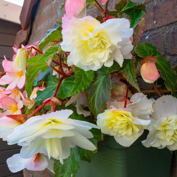 Begonie Angelique - Begonia odorata