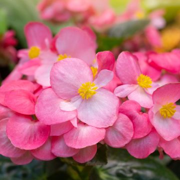 Begonia semperflorens Mascotte Bicolour Improved Begonia semperflorens Mascotte Bicolour Improved