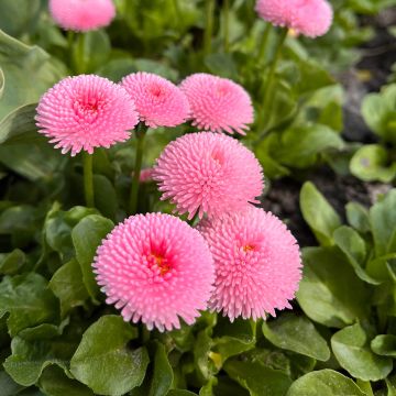 Bellis perennis Bellastar Compact Rose - Gänseblümchen Bellis perennis Bellastar Compact Rose - Gänseblümchen