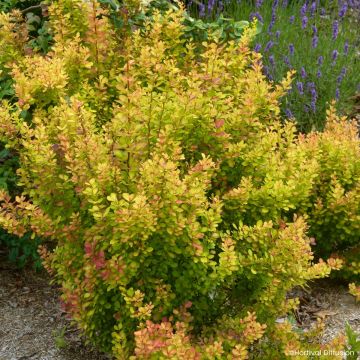 Berberis thunbergii Orange Torch