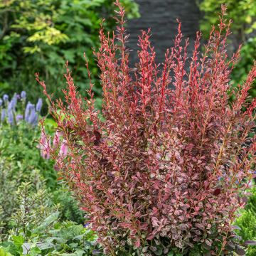 Berberis thunbergii Pink Pillar