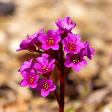 Bergenia cordifolia Eroïca - Bergenie