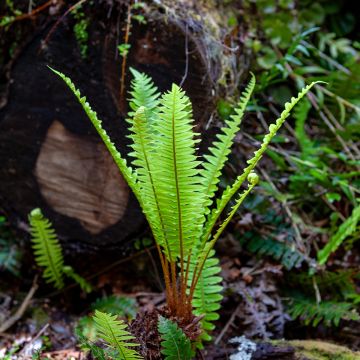 Blechnum discolor Blechnum discolor